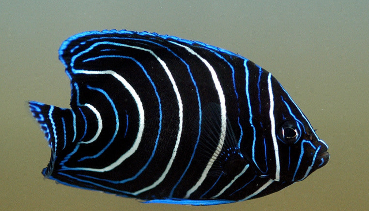 Semicirculatus-Juv Sm Angel