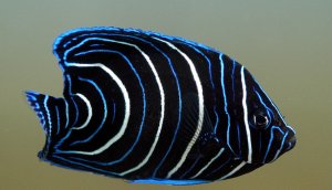 Semicirculatus - Juv Sm Angel