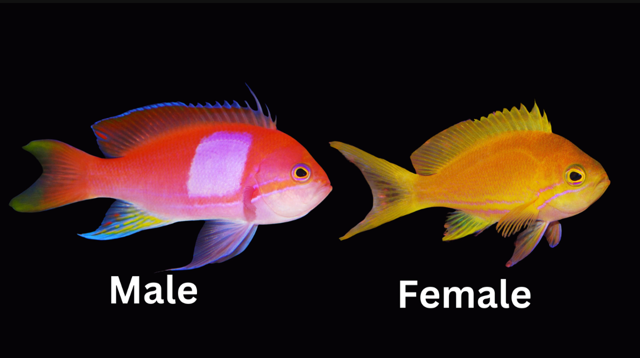 Pink Square-Male Lg Anthias