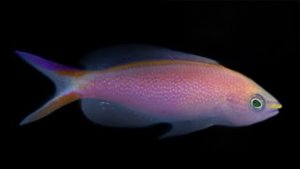 Princess Anthias
