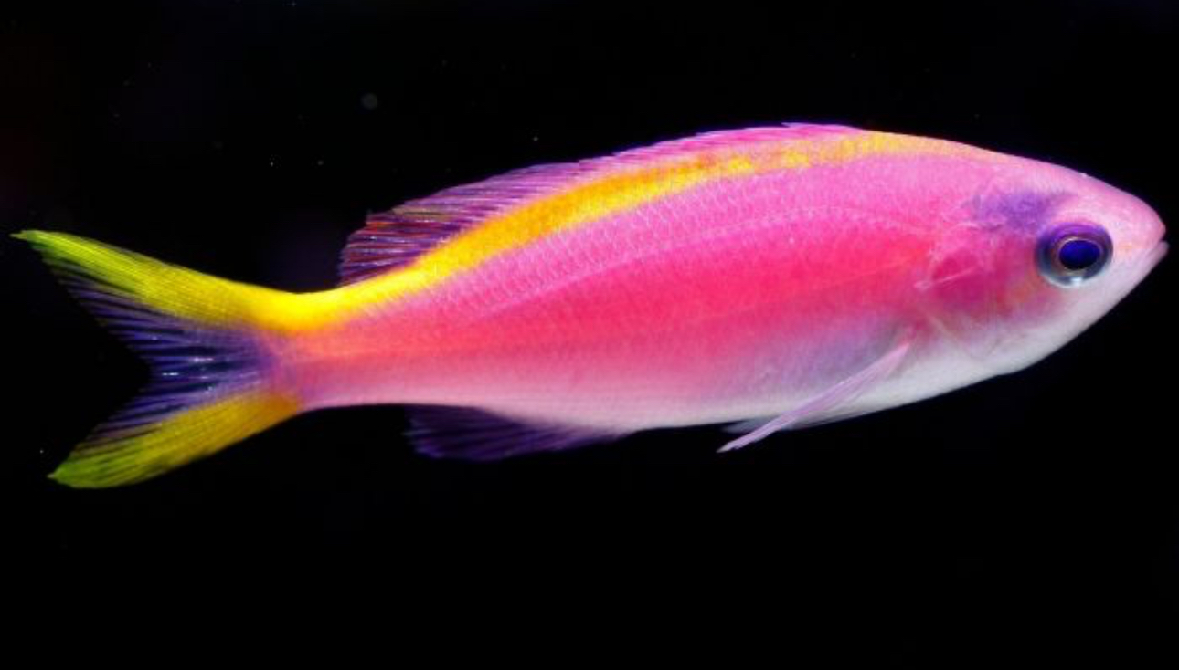 Purple Queen Tuka Anthias