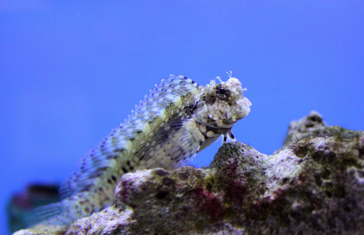 Algae Eating Blenny
