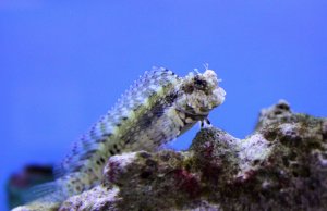 Algae Eating Blenny