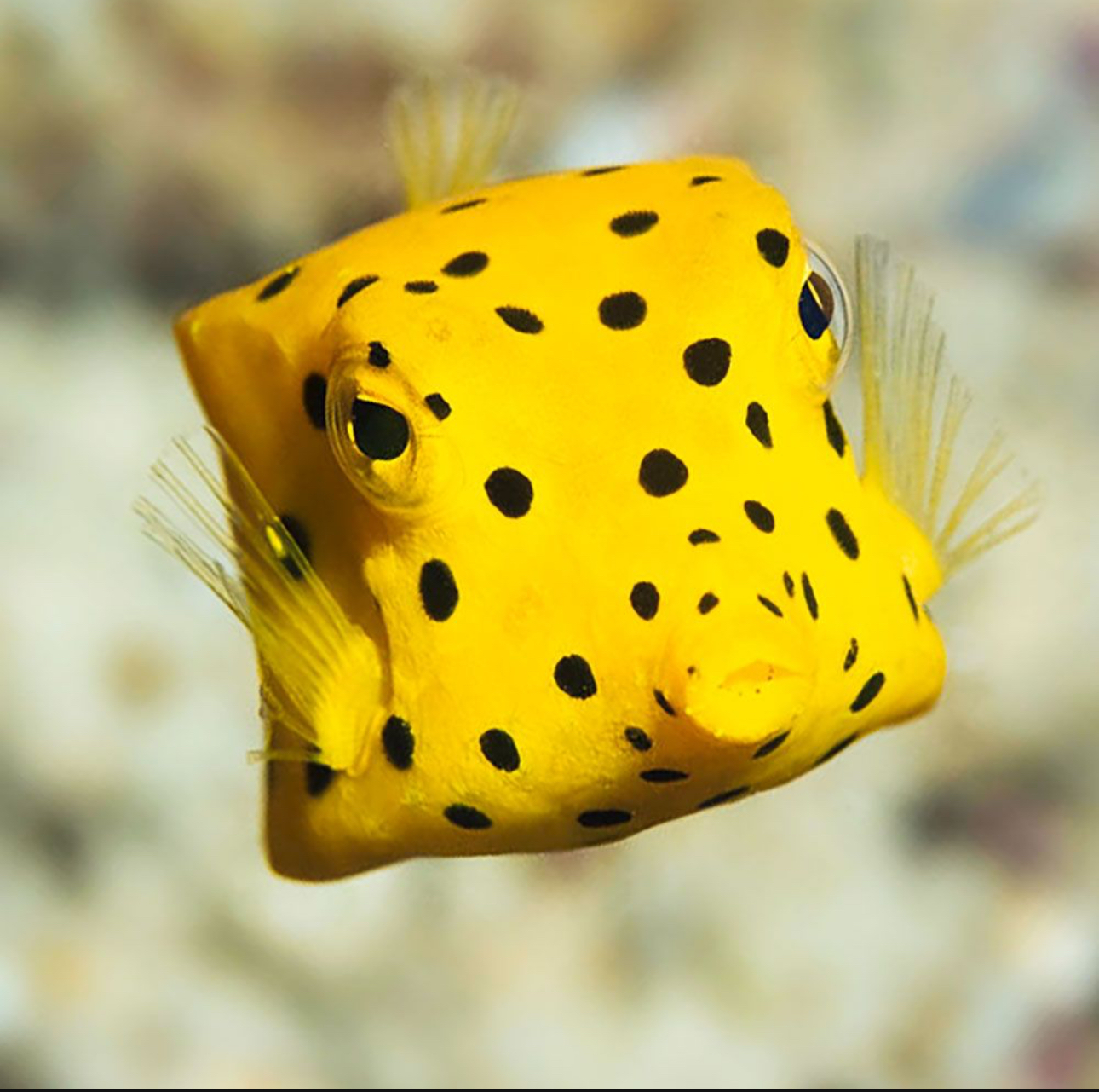 Yellow Boxfish