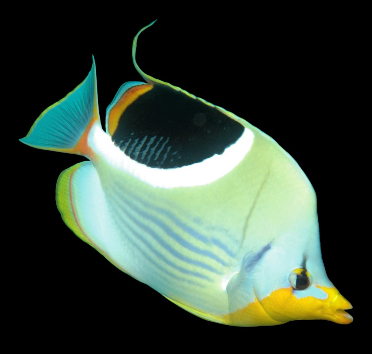 Saddleback Butterfly