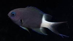 Bicolor Chromis