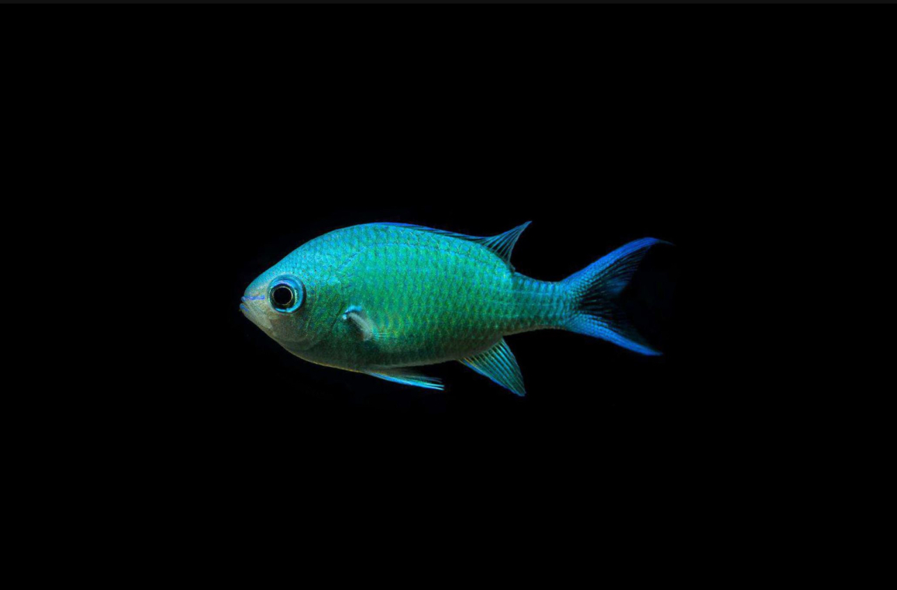 Green Chromis