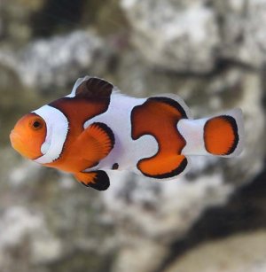 Gladiator DaVinci (AC) Clown