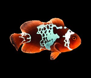 Lightning Maroon (AC) Clown