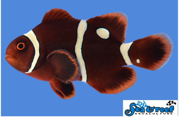 Maroon Gold Dot (AC) Clown