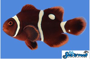 Maroon Gold Dot (AC) Clown