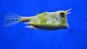 Longhorn Cowfish