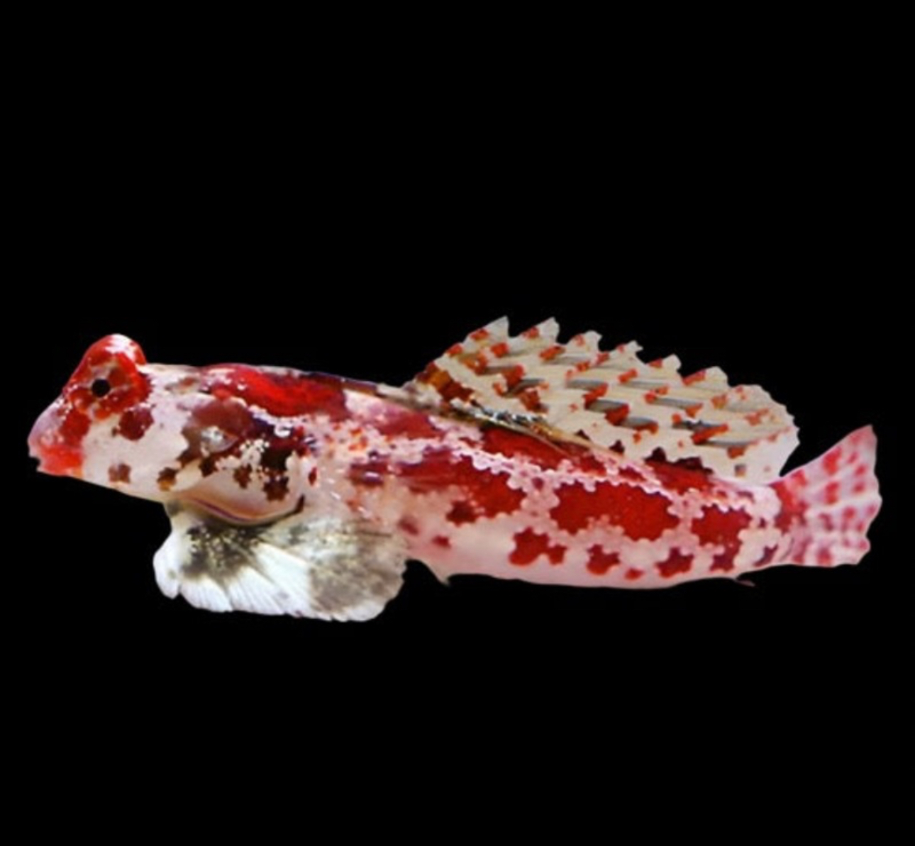 Scooter Red Dragonet