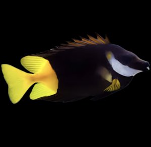 (Venomous) Foxface