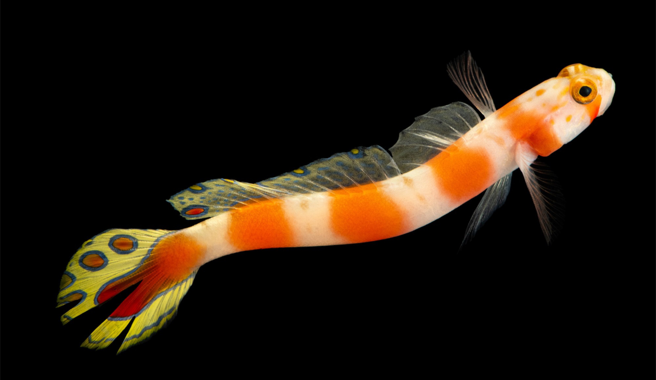 Aurora Goby