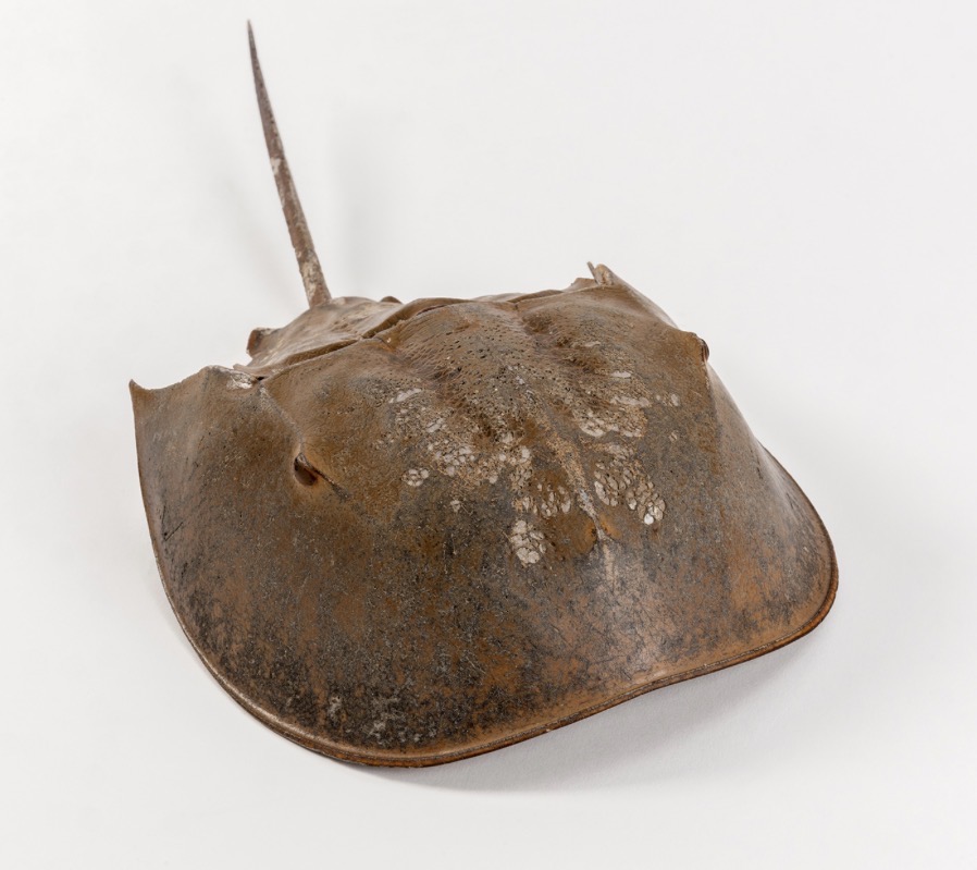 Sm Horseshoe Crab
