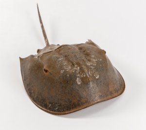 Sm Horseshoe Crab
