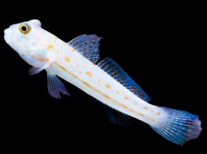 Diamond Goby