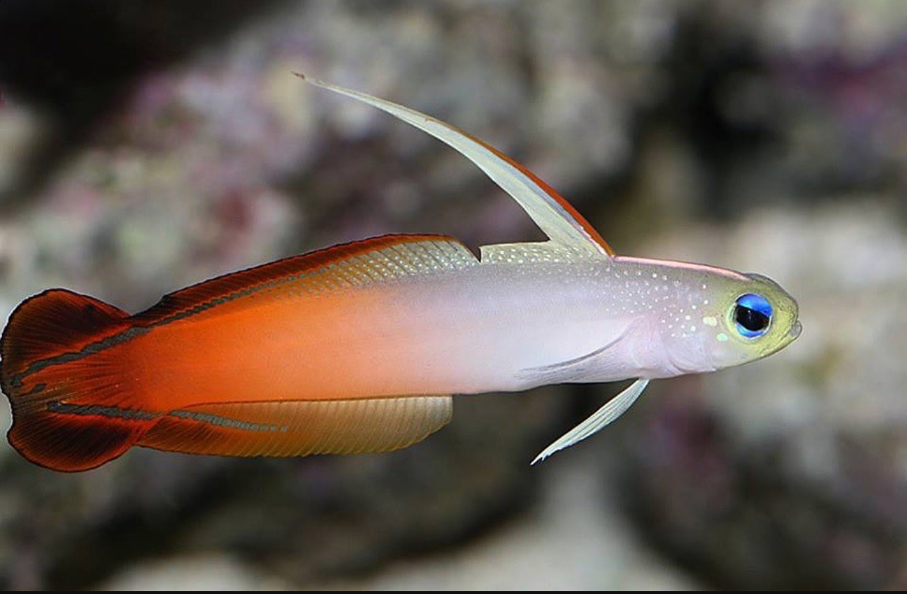 Colorful firefish goby, a popular nano reef fish for small saltwater aquariums