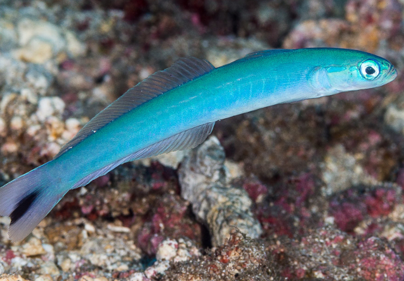 Gudgeon Blue Goby