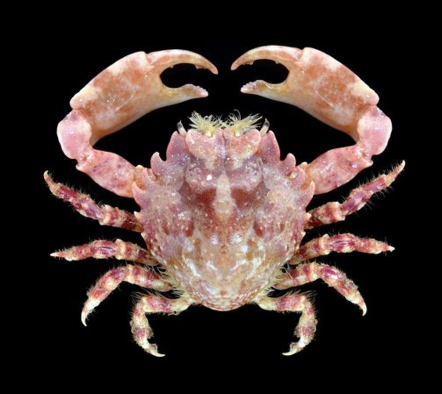 Pithos Crab