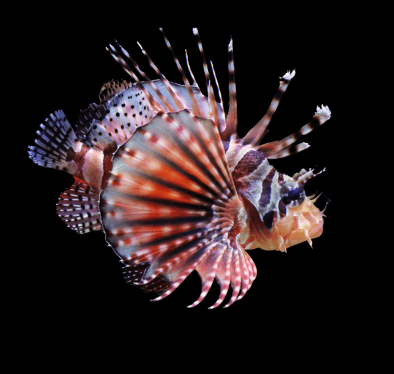 Dwarf Fuzzy (Venomous) Lionfish