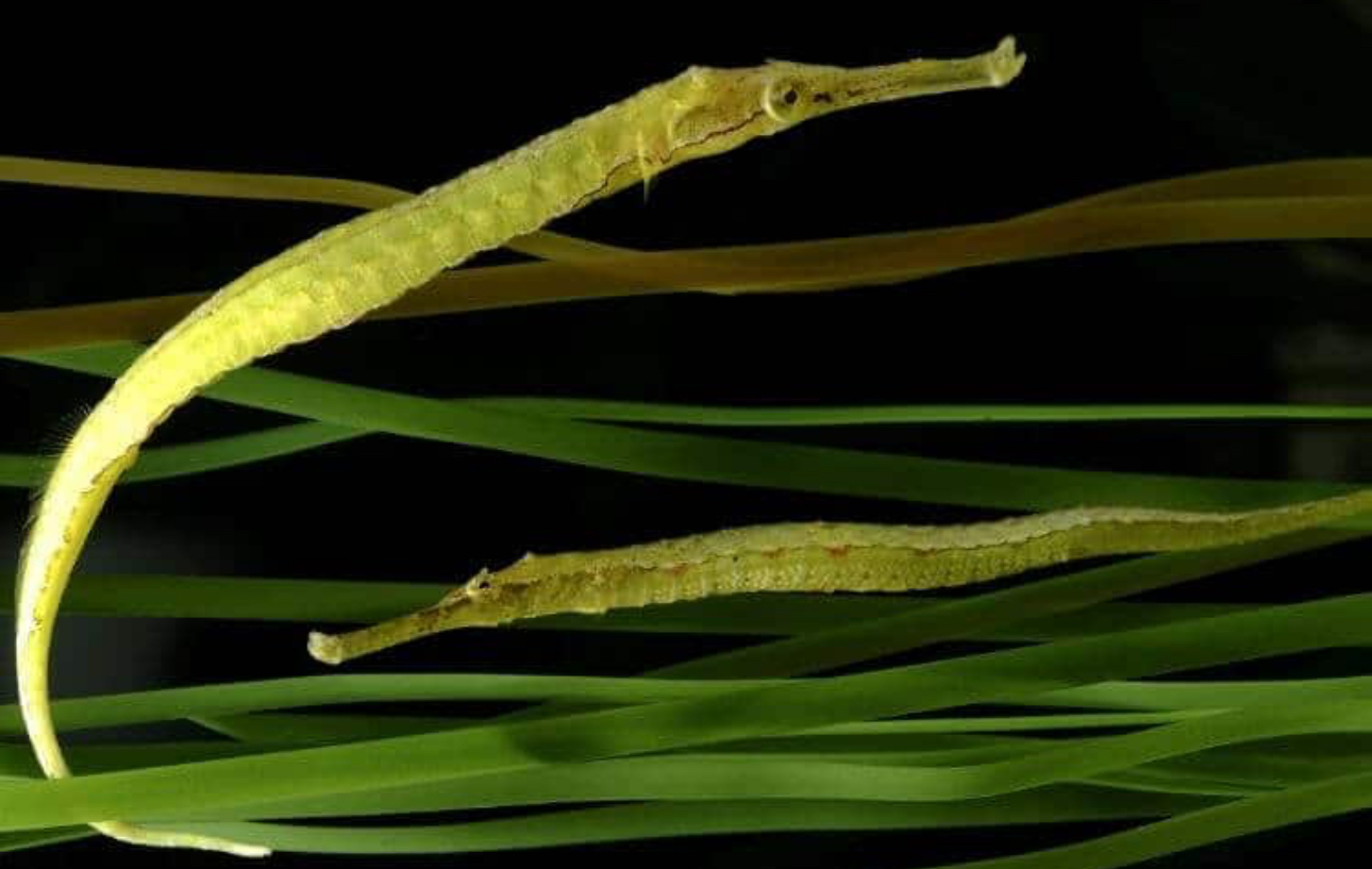 Green Alligator Pipefish