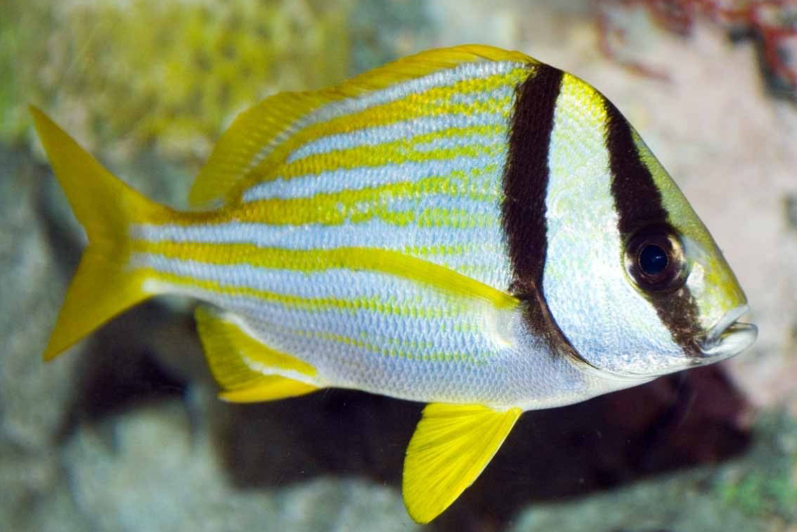 Porkfish