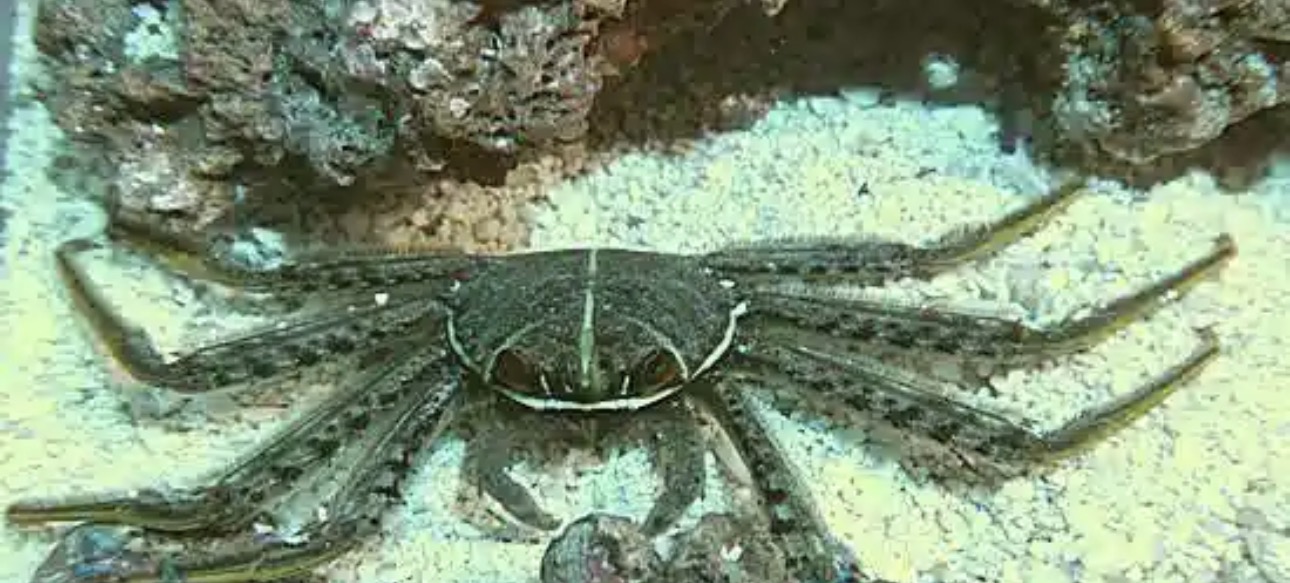 Sally Lightfoot Crab