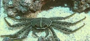 Sally Lightfoot Crab