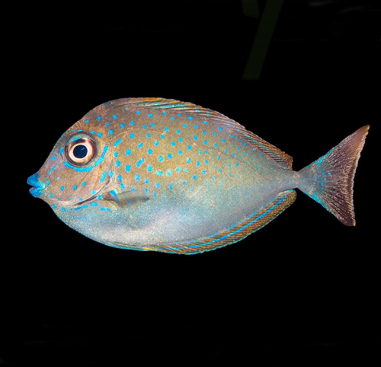 Naso Vlamingii Lg Tang