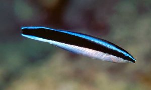 Cleaner Wrasse