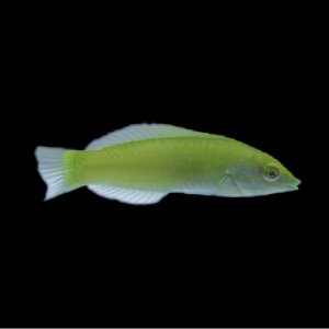 Coris Green Wrasse