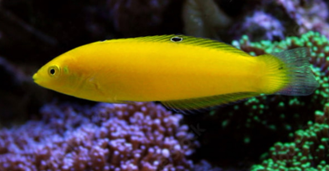 Coris Yellow Wrasse