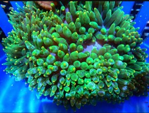 Bubble Color Anemone