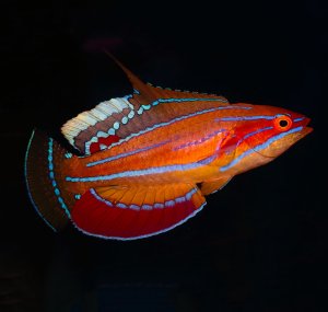 Flasher McCosker Wrasse