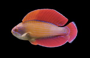 Red Line Wrasse