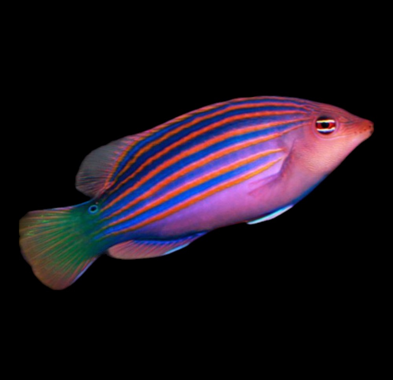 Six Line Wrasse