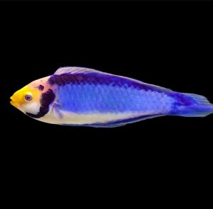 Solorensis Wrasse