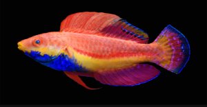 Tono's Fairy Wrasse