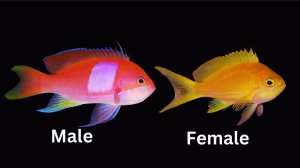 Pink Square - Female Lg Anthias
