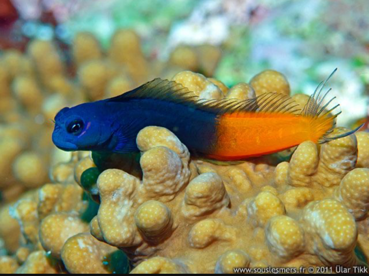 Bicolor Blenny in a reef aquarium showing the distinctive two-tone coloration