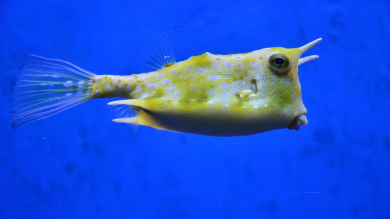 Longhorn Sm Cowfish