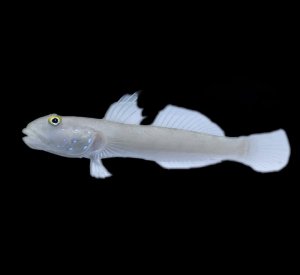 Six Spot Sleeper Goby