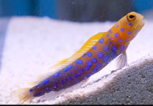 Blue Spotted Jawfish