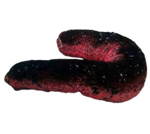 Pink & Green Cucumber