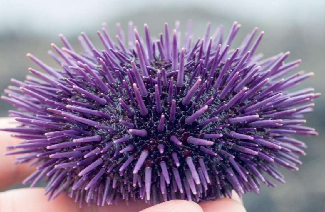 Purple Urchin