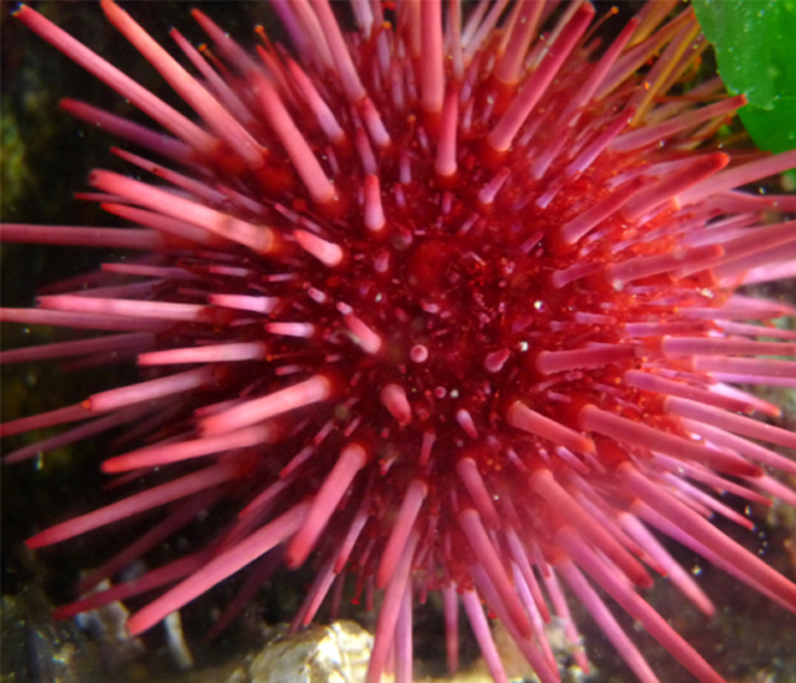 Red Urchin