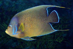 Semicirculatus - Juv Lg Angel