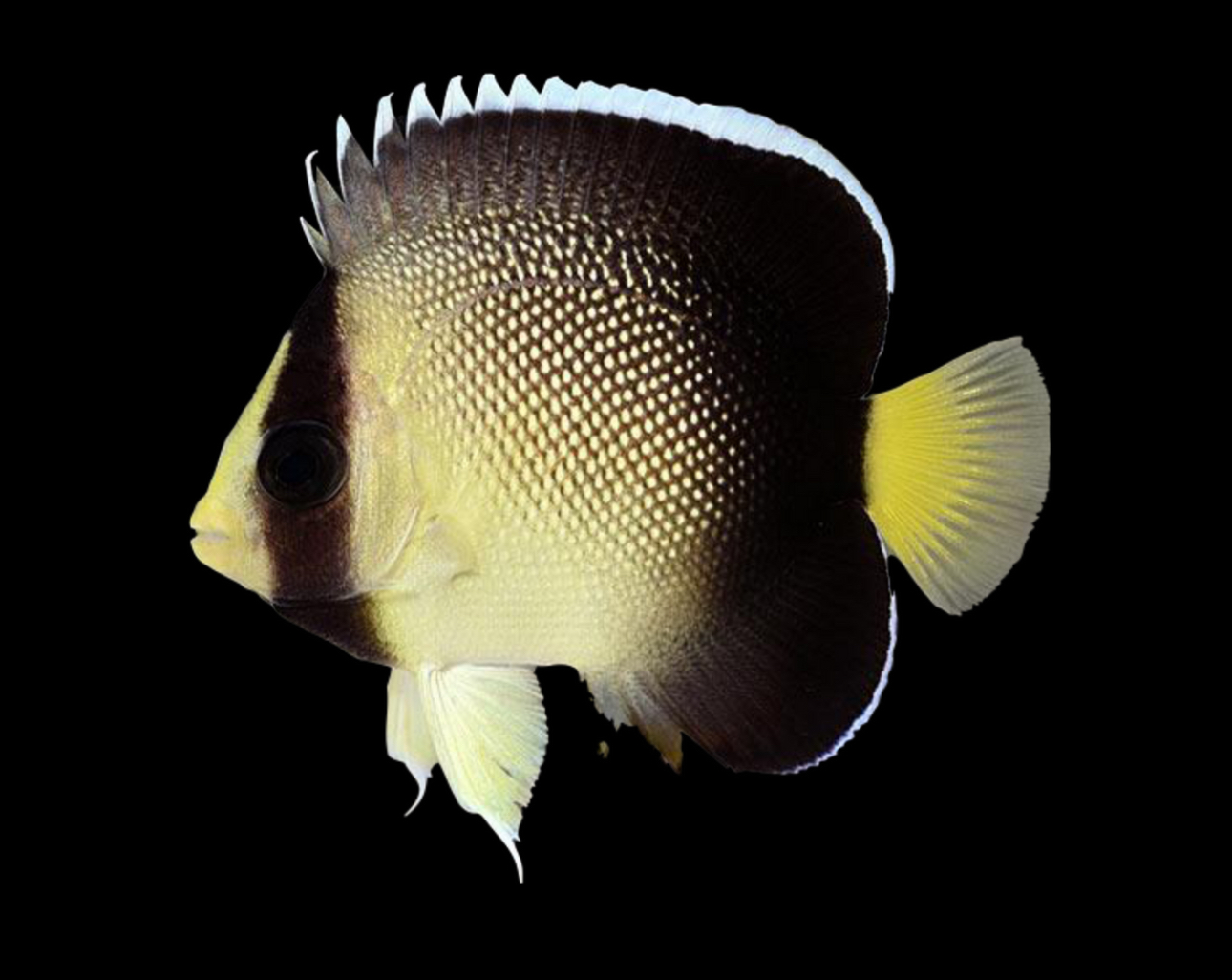 Xanthurus Cream Sm Angel